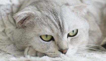 开云体育-古特比：球员教练裁判面临很大压力 平局可以接受